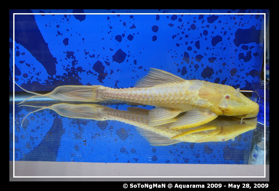 Albino Adonis