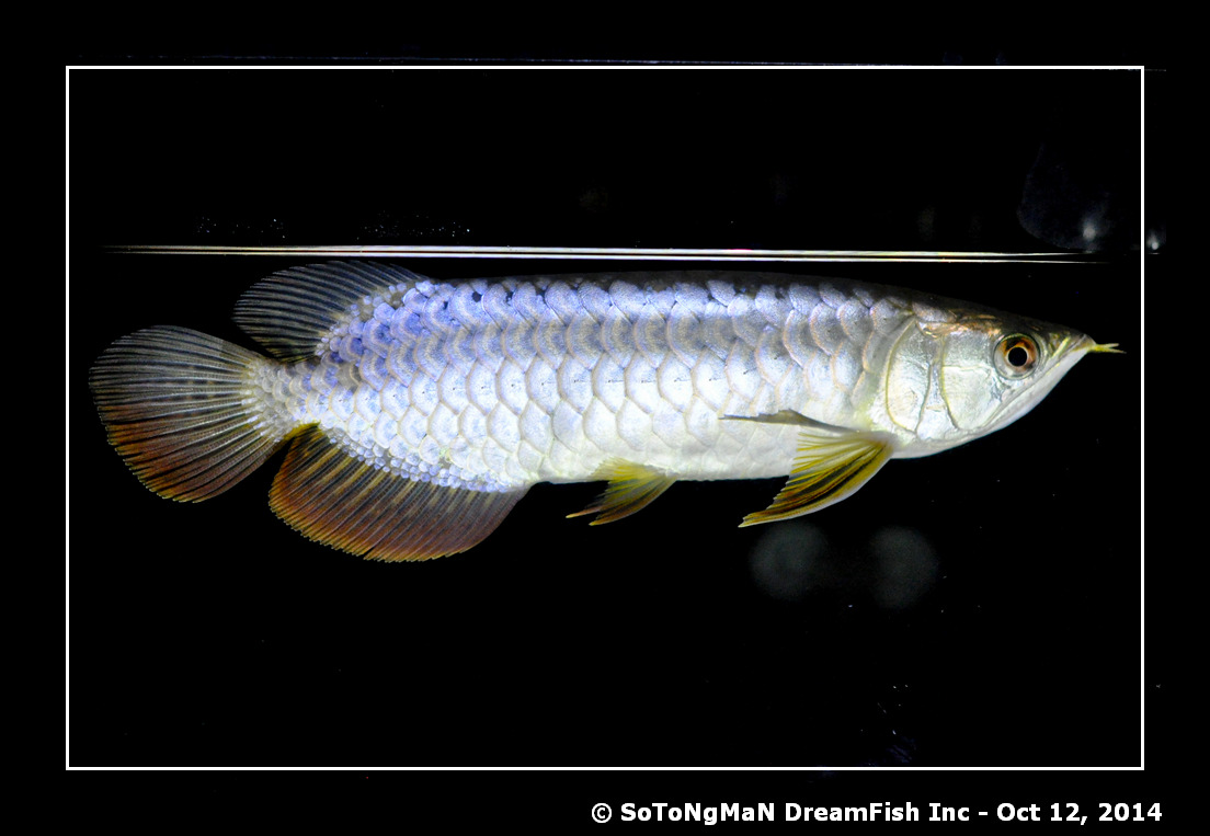 dreamfish arowana