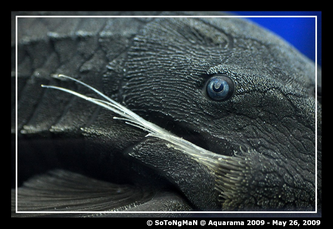 Blue Eye Pleco