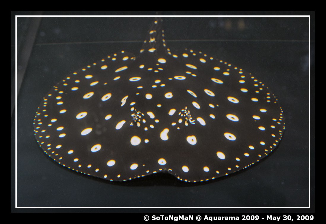 Rays