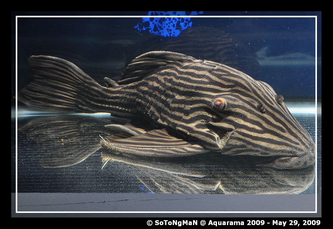 l190 pleco